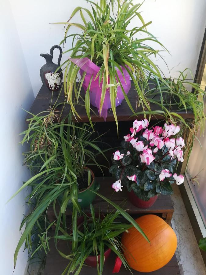 Appartement La Terrazza à Chiusi Extérieur photo
